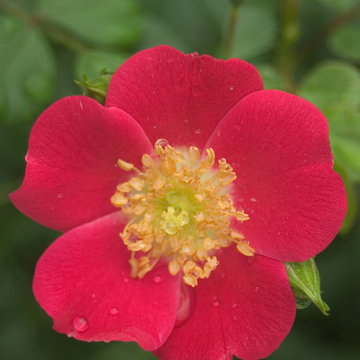 Oso Easy® Cherry Pie Landscape Roses