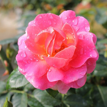 Oso Easy® Mango Salsa Landscape Roses