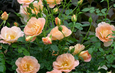 6 Wonderfully Easy Roses for Any Gardener