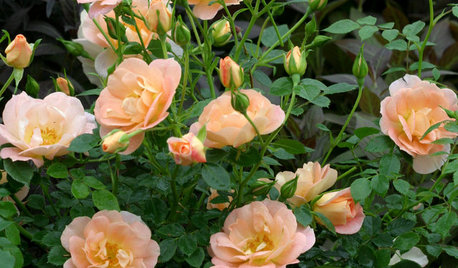 6 Wonderfully Easy Roses for Any Gardener