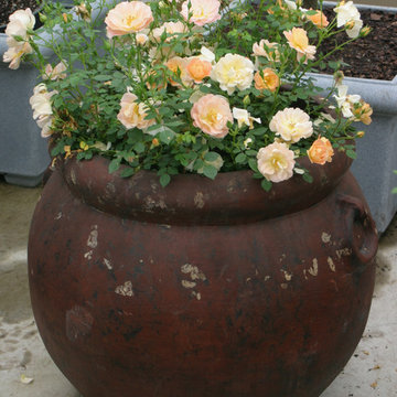 Oso Easy® Peachy Cream Landscape Rose