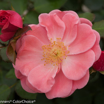 Oso Easy® Pink Cupcake Landscape Rose