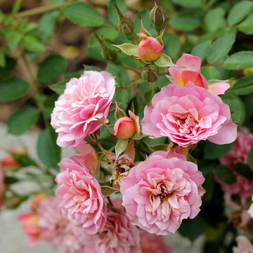 Oso Happy® Petit Pink Landscape Rose