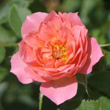 Oso Happy® Petit Pink Landscape Roses