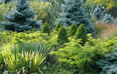 Designing With Conifers: Layers of Texture for Your Garden