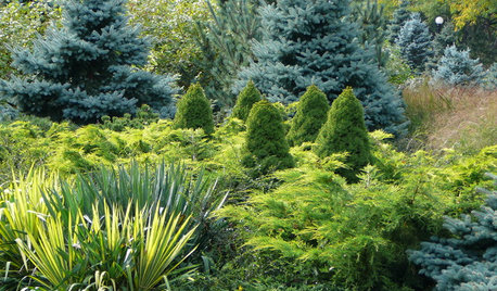 Designing With Conifers: Layers of Texture for Your Garden