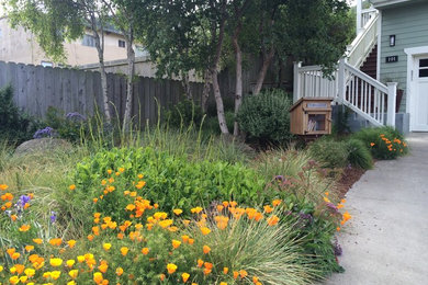 サンフランシスコにある広いトランジショナルスタイルのおしゃれな前庭 (日向) の写真
