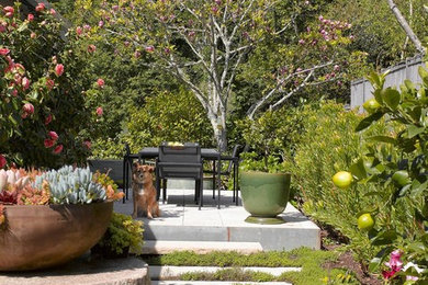 Inspiration for a small contemporary side partial sun garden in San Francisco with a garden path and concrete paving.