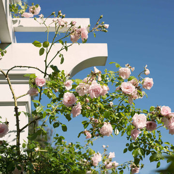Outdoor Structure With Climbing Pink Roses, Chatham, Massachusetts
