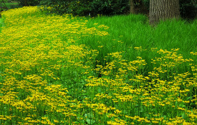 5 Native Early-Spring Bloomers to Plant This Fall