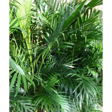 Palm Trees Boca Raton, FL