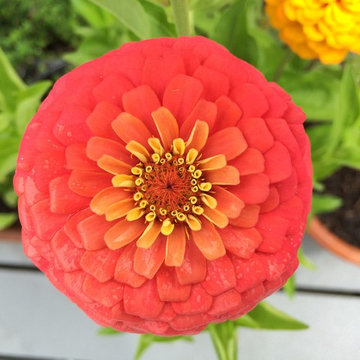 Park Slope Roof Deck