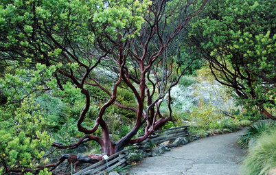 Great Design Plant: Parry Manzanita Stands Out in Low-Water Gardens