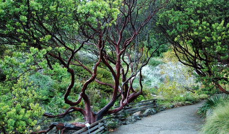 Great Design Plant: Parry Manzanita Stands Out in Low-Water Gardens