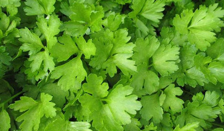 Herb Garden Essentials: Grow Your Own Parsley