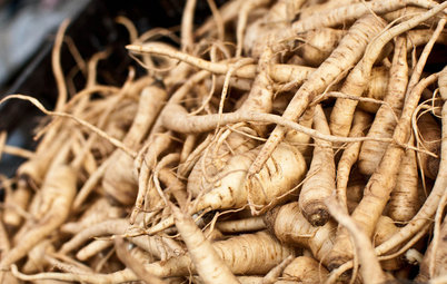 Cool-Season Vegetables: How to Grow Parsnips