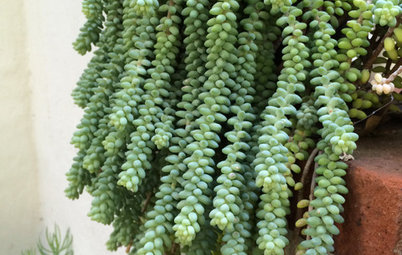 Grow Donkey Tail Succulent, a High-Impact, Low-Maintenance Plant