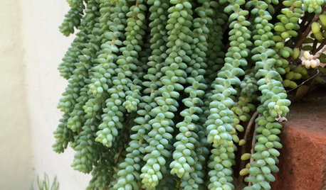 Grow Donkey Tail Succulent, a High-Impact, Low-Maintenance Plant