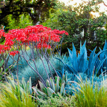 Pasadena Sustainable Planting