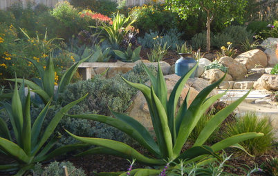 Decorate the Landscape With Versatile Agave