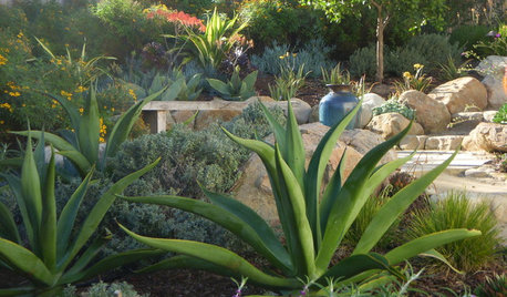 Decorate the Landscape With Versatile Agave
