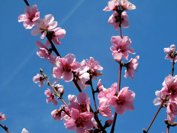 庭 Peach blossoms in spring