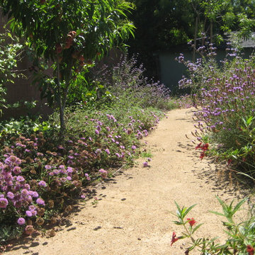 Peach tree planted among California native plants, Monardella and Salvia