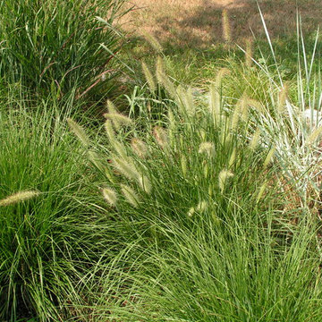 Pennisetum 'Hameln' and Elymus in the Grass Garden