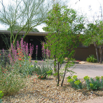 Penstemon parryi and Gopher Plants and Globe Mallow (left)