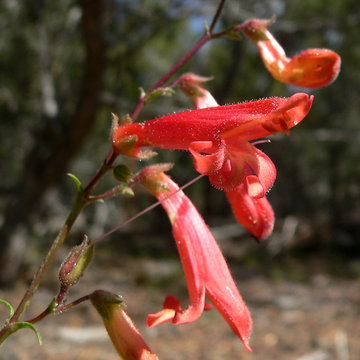 Penstemon Rostriflorus