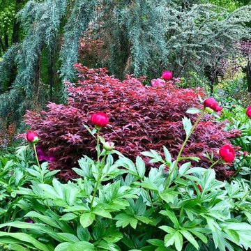 Peonies and Japanese maple in the front garden.