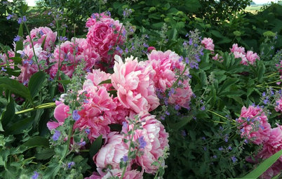 Get Peonies! And More Things to Do This Weekend