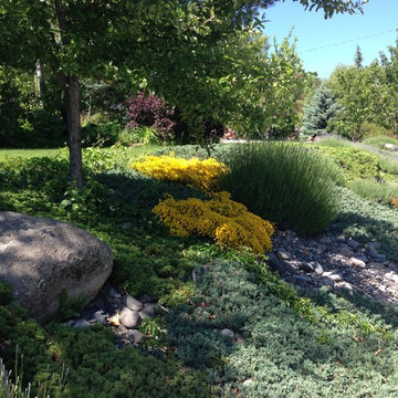 Perennial Plantings for the High Desert - ground covers