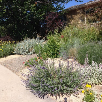 Perennial Plantings for the High Desert - Mix of Tough Xeriscape Plants