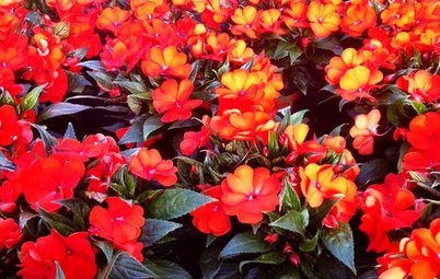 Bright Plants for Flower Beds That Wow
