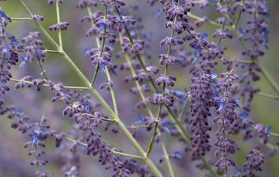 Great Design Plant: Russian Sage