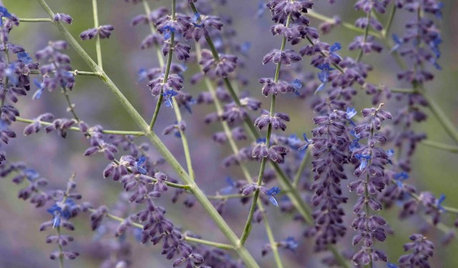 Great Design Plant: Russian Sage