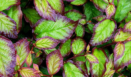 7 New Plants to Grow for Beautiful Foliage