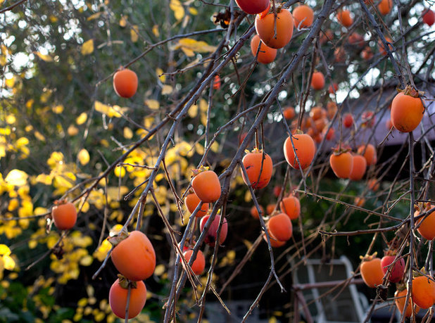 Traditional Landscape Persimmon Tree