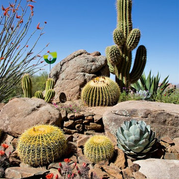 Phoenix Home & Garden - NATURALISTIC DESERT GARDEN