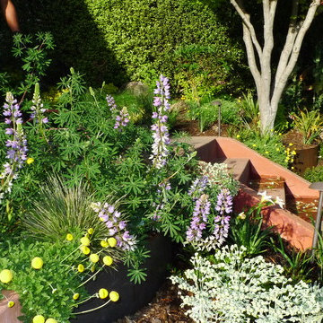 Piedmont front garden