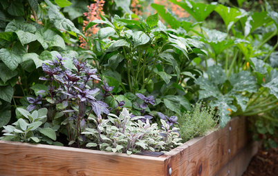 10 Steps to Get Your Edible Garden Started