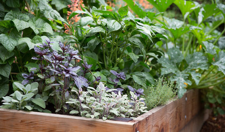 10 Steps to Get Your Edible Garden Started