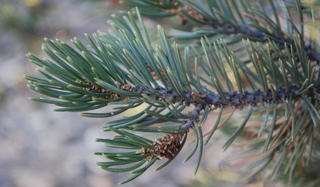 Great Design Plant: Pinyon Pine