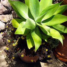 plants california