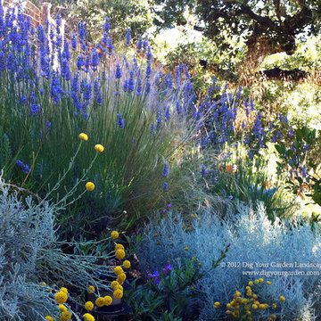 Plant Combinations - Northern California Gardens