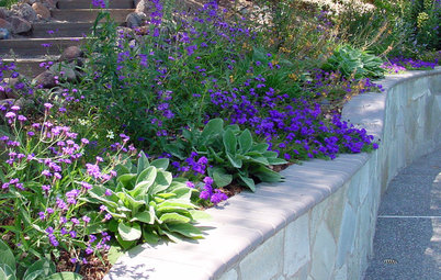 Great Design Plant: Glandularia Rigida Paints the Ground Purple