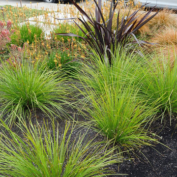 Plant Combinations - Northern California Gardens