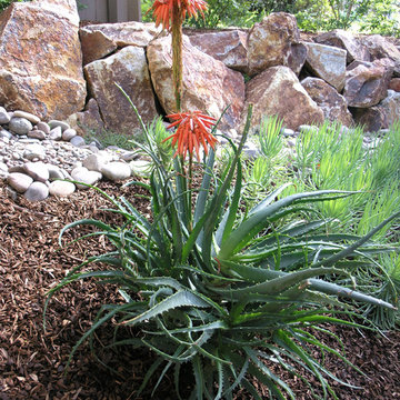 Plant design Aloe