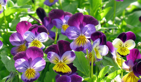 Colori di Stagione: Guida alle Piante e ai Fiori di Febbraio